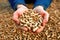 Man hands hold wooden pellets. Handful of wood pellet fuel in a person hands. Organic biofuel made from compacted sawdust.