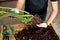 Man Hands hold Zamioculcas plant with roots, repotting flower indoor, the houseplant pot transplant at home, Hobbies and leisure,