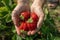 Man hands holding fresh strawberries in hands. Strawberry harvest. handful of strawberries in female palms. Top view