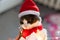 Man hands holding funny grey and white cat in red santa hat and scarf with cristmas lights