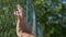 Man Hands Image Hanging in a Metallic Fence