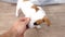 a man hands a jack russell terrier puppy a hand with a treat. pet food
