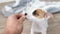 a man hands a jack russell terrier puppy a hand with a treat. pet food