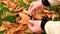 Man hands pick up autumn colorful leaves from ground and show them. Wild cherry dry leaves.