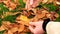Man hands pick up autumn colorful leaves from ground and show them. Wild cherry dry leaves.