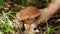 Man hands picking a boletus mushroom in the forest. Porcini Mushroom picking in the forest.