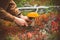 Man hands picking Mushroom orange cap boletus