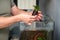 Man hands planting new water plant, Cryptocoryne Parva, in aquarium.