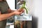 Man hands planting new water plant, cryptocoryne x willisii, in aquarium.