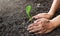 Man hands planting the young tree while working in the garden