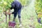 Man hands with scissors cut grapes harvesting time bunches