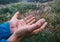 Man hands take dew drops from the grass