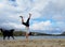 Man Handstands on beach with black dog next to him in Hawaii Kai