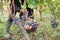 Man harvest hands with scissors cutting grape harvesting time bunches