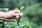 Man harvest / pick fresh green tea leaves at high land tea field in Chiang Mai Thailand