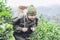 Man harvest / pick fresh green tea leaves at high land tea field in Chiang Mai Thailand