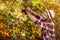 Man harvester cutting bunch of grapes in vineyard