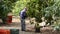 Man harvesting avocados fruit in tree at harvest