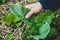 Man harvesting chard leaves, beta vulgaris cicla