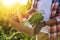 Man harvesting different fresh ripe vegetables on farm, closeup