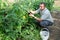 Man harvesting fresh eggplants in garden