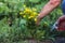 Man  harvesting medicinal herb St. John`s wort with gardening tools