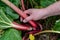 Man harvesting rhubarb in a garden to make pies and compote, rheum rhabarbarum