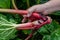 Man harvesting rhubarb in a garden to make pies and compote, rheum rhabarbarum