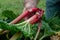 Man harvesting rhubarb in a garden to make pies and compote, rheum rhabarbarum