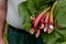 Man harvesting rhubarb in a garden to make pies and compote, rheum rhabarbarum