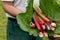 Man harvesting rhubarb in a garden to make pies and compote, rheum rhabarbarum