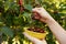 Man harvesting ripe cherries