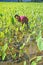 Man Harvesting Taro Plants, Kauai, Hawaii