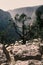 Man has coniferous branches in hand against canyon. Sunset view. Nature. Morocco nature.