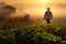 A man in a hat peacefully strolls through a vast, open field, man with hat walking through a coffee field at sunrise, AI Generated