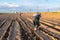 Man in a hat is planting vegetable in a field irrigated with drip irrigation