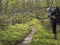 man hiker with backpack and fishing rod watching reindeer crossing the footpath at hiking trail in birch tree forest at