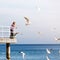 Man hiker with backpack on pier, sea landscape