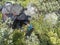 Man hiker with backpacks fills up plastic bottle, taking of water from a small mountain stream in beautiful northern