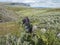 Man hiker with backpacks fills up plastic bottle, taking of water from a small mountain stream in beautiful northern