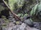 Man hiker at path at mysterious Laurel forest Laurisilva, lush subtropical rainforest at hiking trail Los Tilos, La