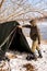 man hiker setting up tent in forest, pitching in forest clearing, getting ready for camping