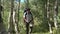 Man Hiking in an Aspen Forest Wearing a Backpack