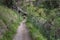 Man hiking Te Mata Peak track in the forest. Fallen tree on the track. Hawkeâ€™s Bay.