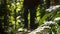 Man Hiking Walking In Outdoors Jungle