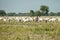 Man and his cattle herd, south sudan