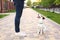 A man and his dog are walking in the park. Sports with pets. Fitness animals. The owner and Jack Russell are walking down the stre