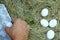 Man with his hands collect white eggs in the straw or on the chicken roost and folds it into a carton for eggs