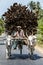 A man and his oxen cart transporting a load of coconut tree branches which will be used as fuel for cooking stoves.