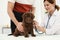 Man with his pet visiting veterinarian. Doc examining Labrador puppy